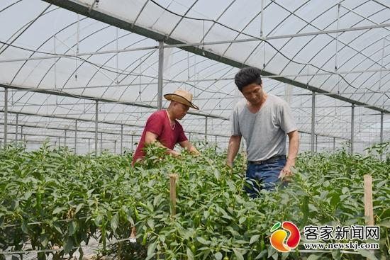 江西宁都富硒蔬菜
