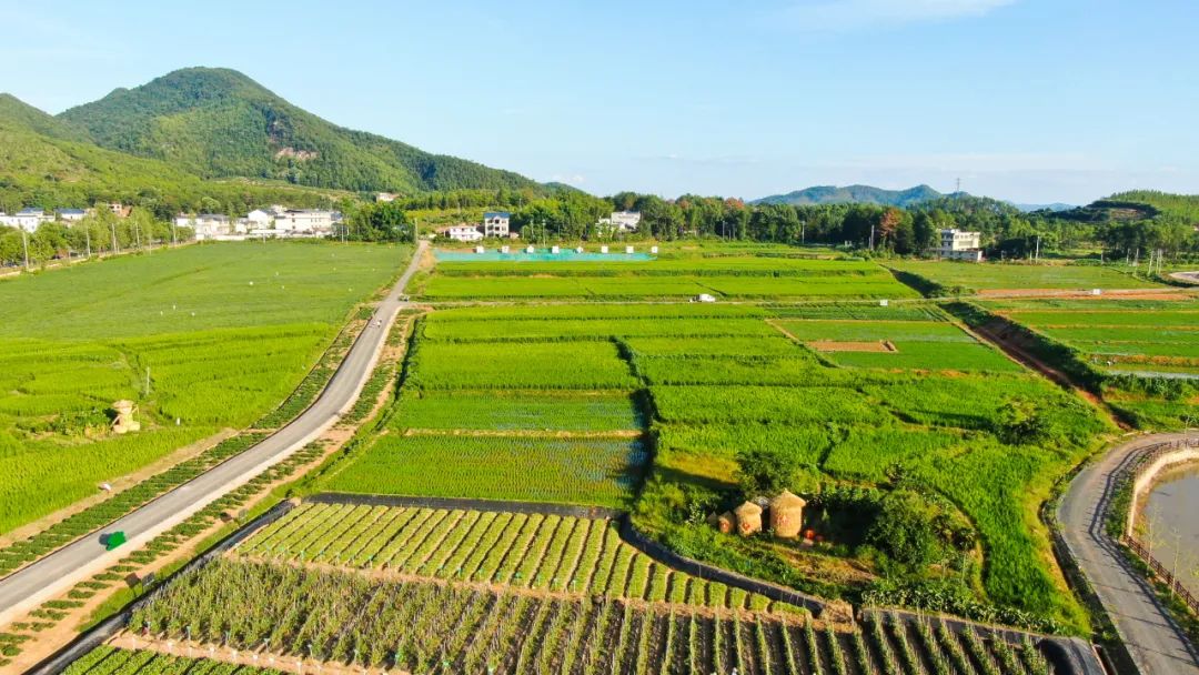 富硒蔬菜种植公司