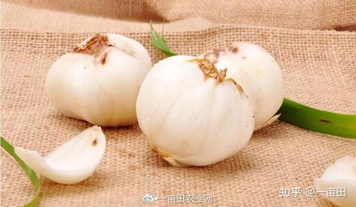 眉山富硒蔬菜基地