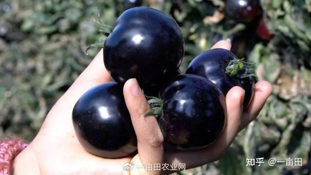 眉山富硒蔬菜基地