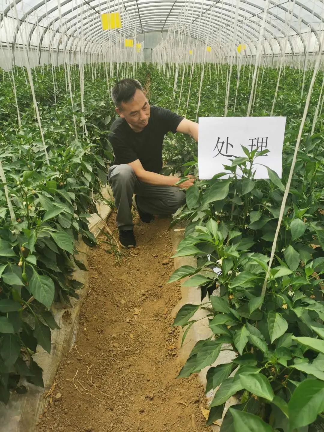 富硒蔬菜种植示范