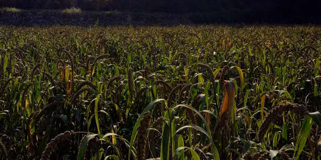 富硒蔬菜有啥好处(蔬菜好处富硒有什么作用)-硒宝网