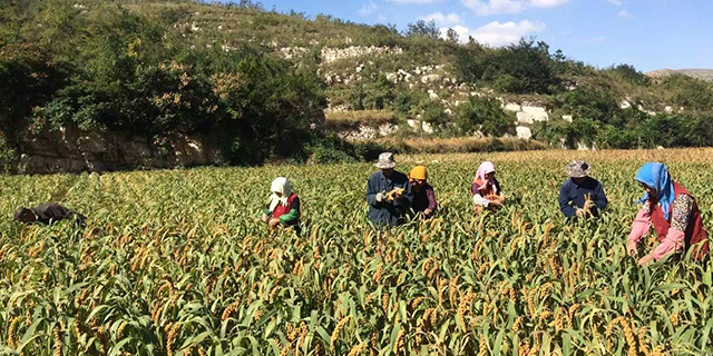 富硒蔬菜有啥好处(蔬菜好处富硒有什么作用)-硒宝网