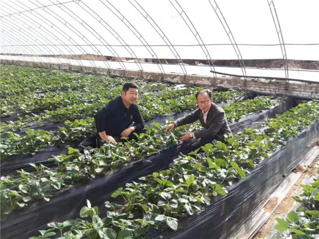 祝贺：酵素富硒草莓在陕西榆林试种成功！