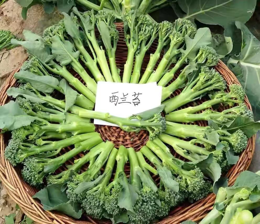 恩施富硒高山蔬菜