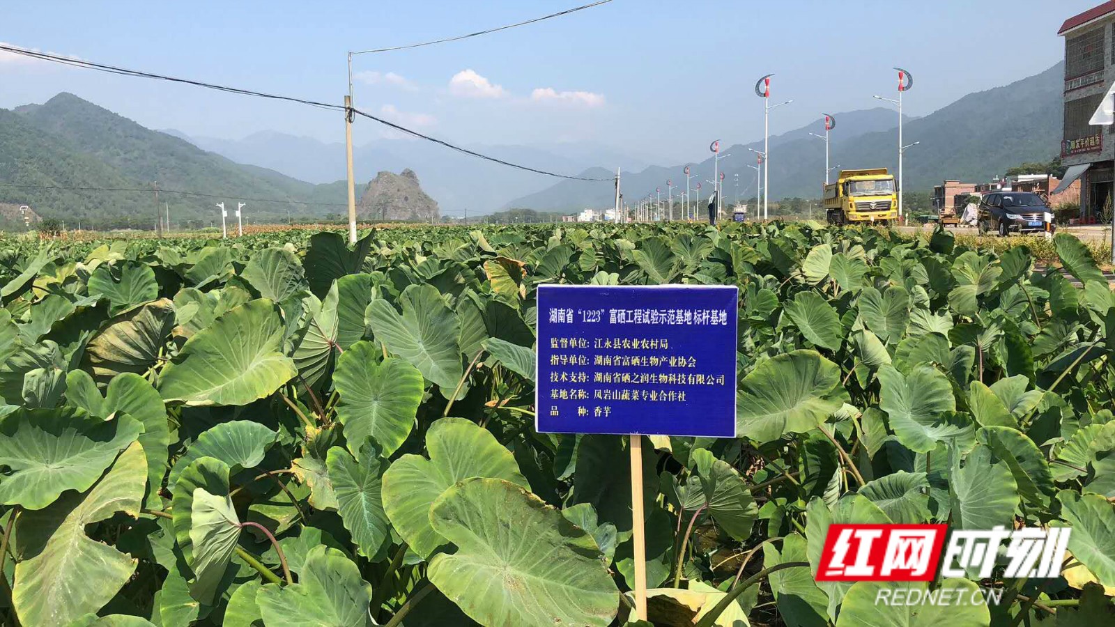 首个富硒蔬菜基地(富硒蔬菜产业园)-硒宝网