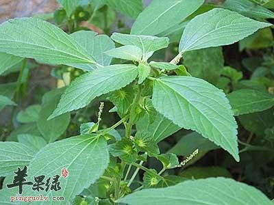 富硒含量高的蔬菜