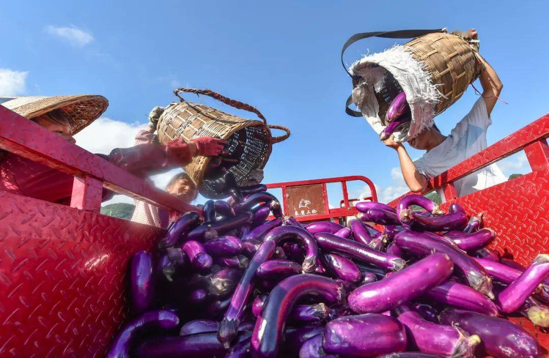 谭头富硒蔬菜基地(富硒蔬菜产业园)-硒宝网