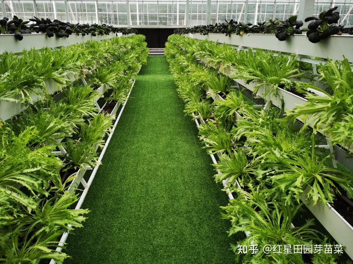 富硒蔬菜种子批发