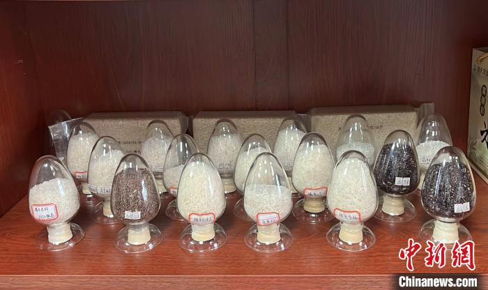 李罗斌遴选培育的品种?！≌叛┯?摄