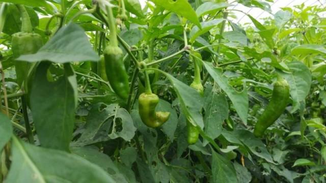 富硒蔬菜价格行情