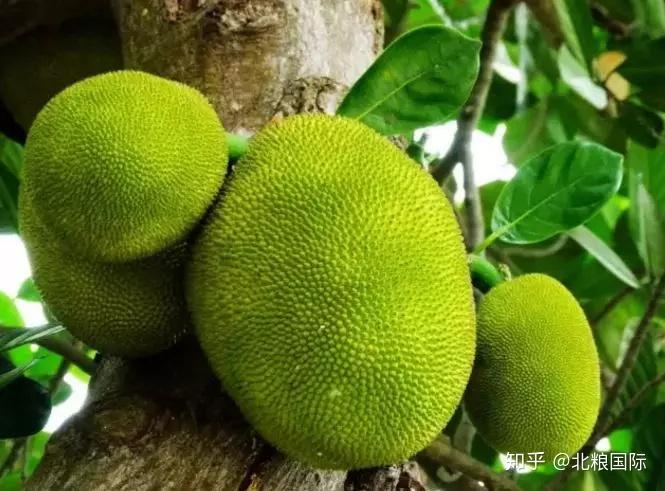 天然富硒水果皇后