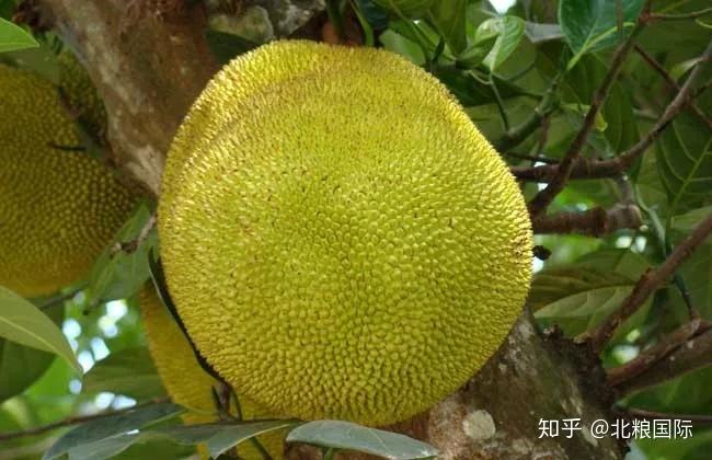 天然富硒水果皇后