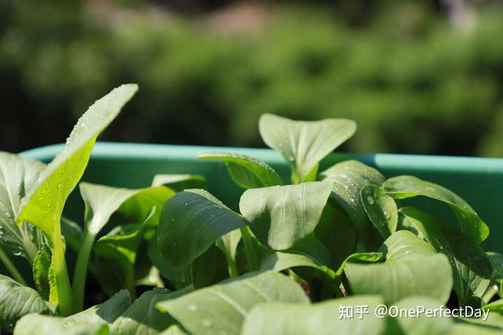 德阳富硒水果种植