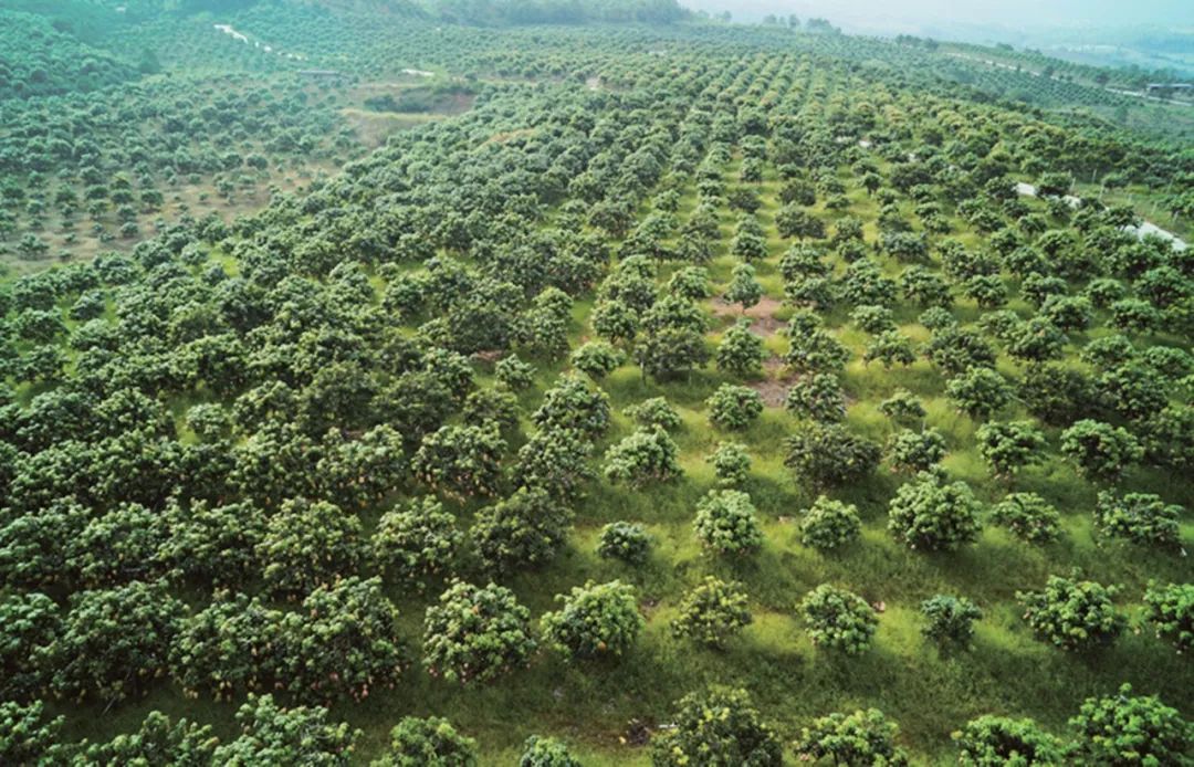 凉山富硒水果种植