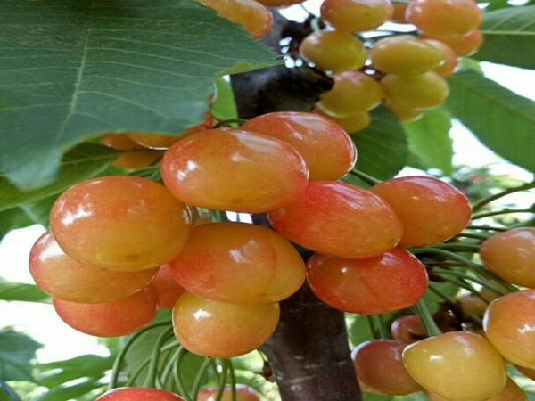 沂源富硒水果管理
