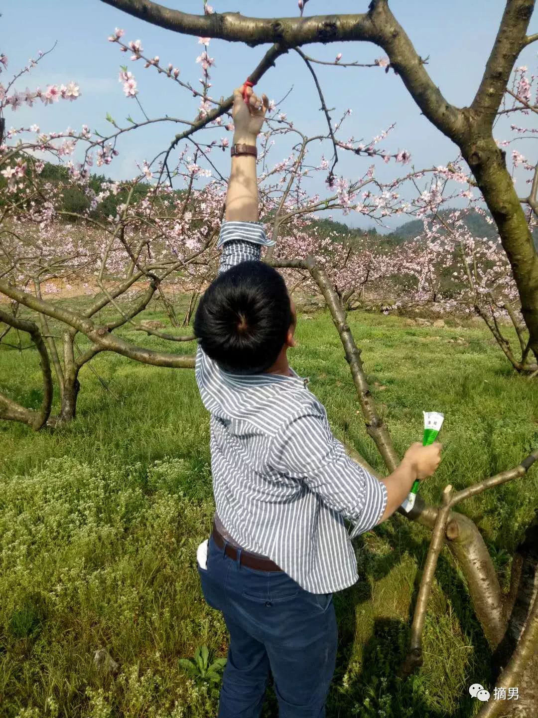 如何栽植富硒水果