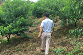 如何栽植富硒水果