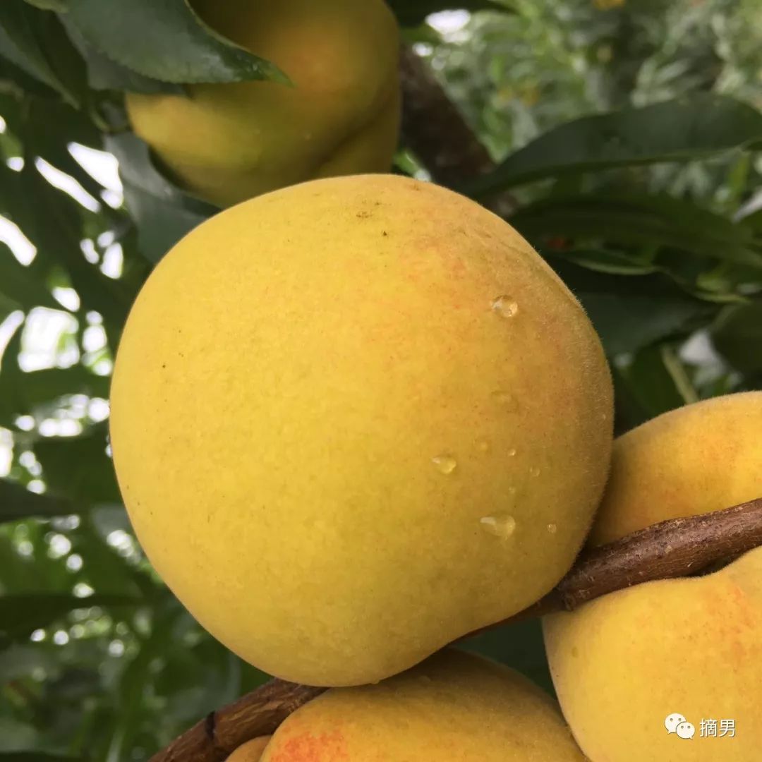 如何栽植富硒水果