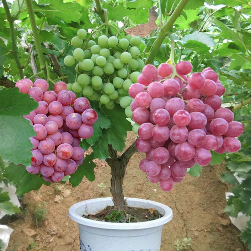 毕节富硒水果种植