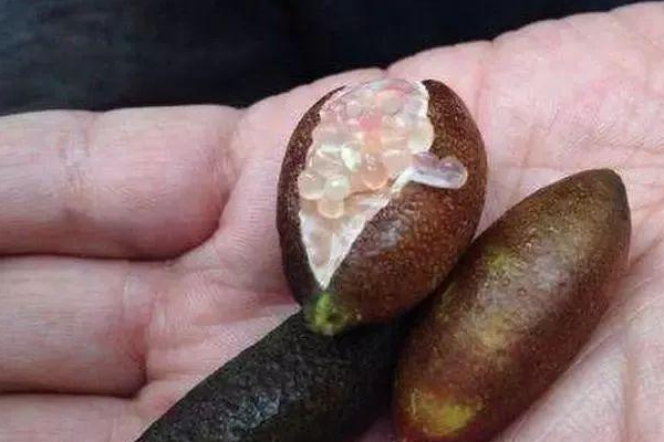 富硒最贵水果排名