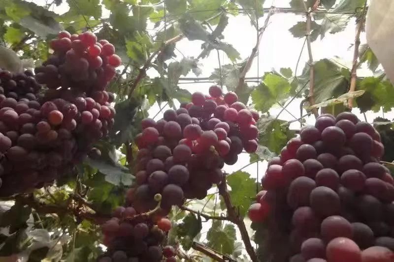 富硒高端水果基地