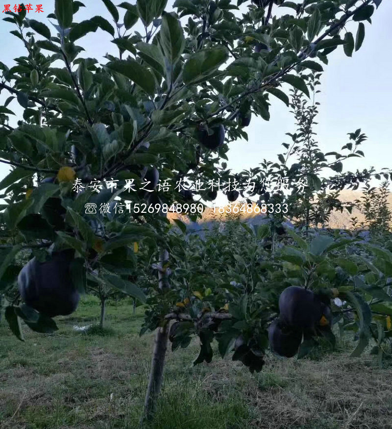 富硒苹果树苗规格型号、十堰富硒苹果树苗