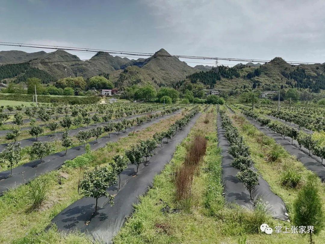 富硒水果生产厂家