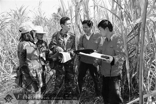 地质技术人员在甘蔗田开展农业地质调查。