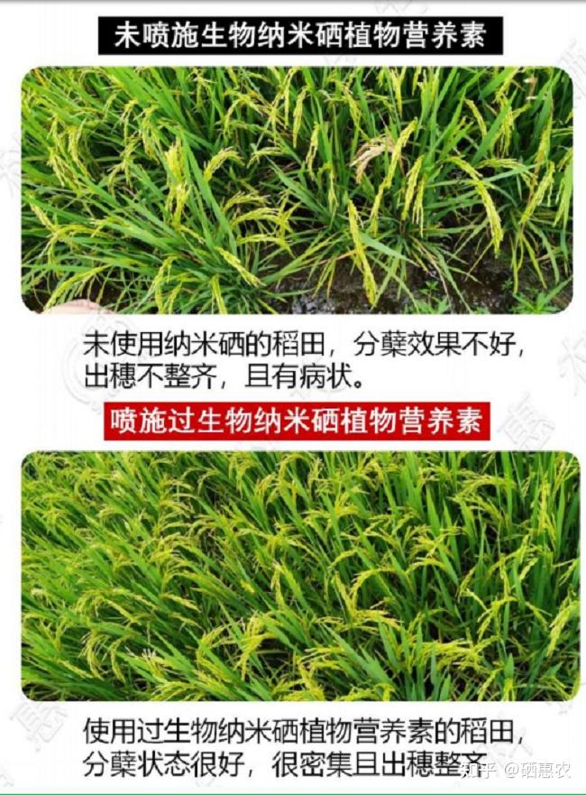硒产品研发有哪些