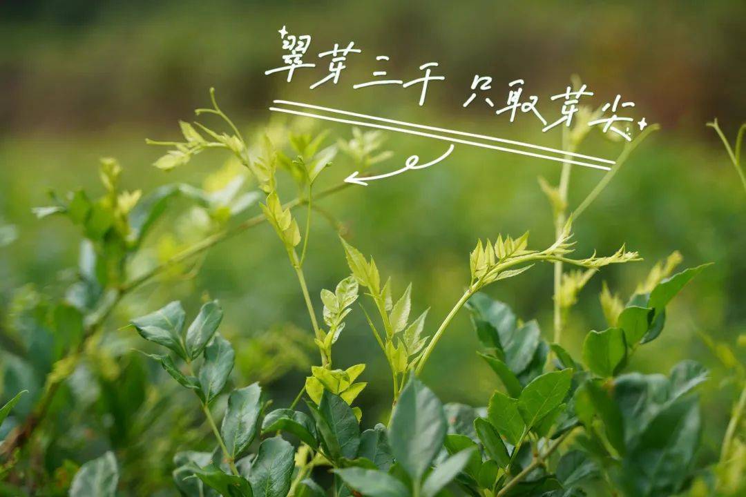 硒茶产品营销推送