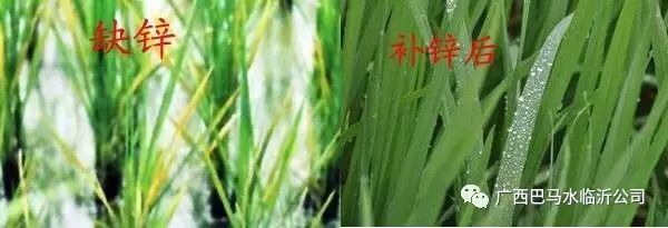 锌元素对人体的作用