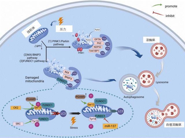 人体必需微量元素(必需人体微量元素有哪些)-硒宝网