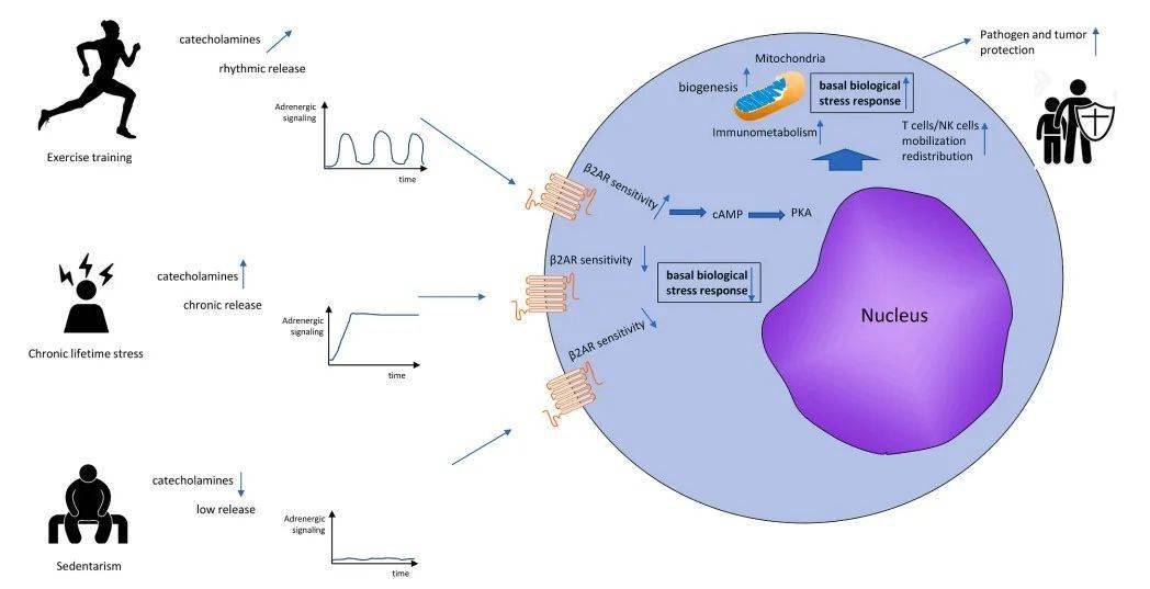 人体必需微量元素(必需人体微量元素有哪些)-硒宝网