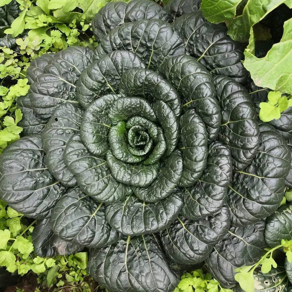 补钙蔬菜(蔬菜补钙有哪些)-硒宝网