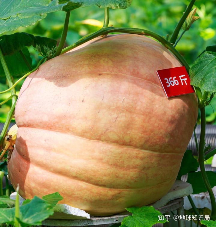 山东富硒农产品群