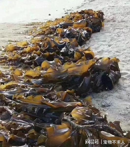 海产品含硒元素吗