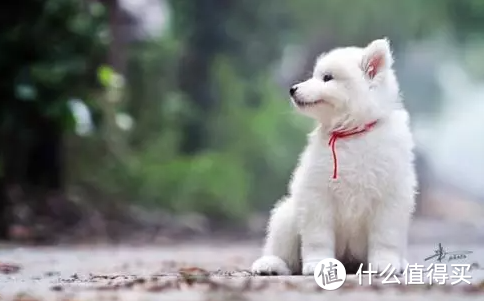 狗钙片对狗狗真的很重要吗？如何给狗狗科学有效的补钙！