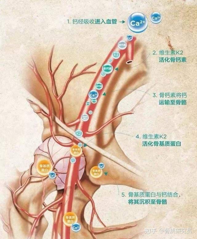 骨质疏松补钙有用吗