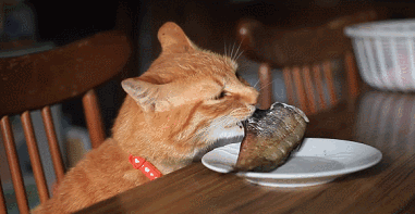 猫 补钙