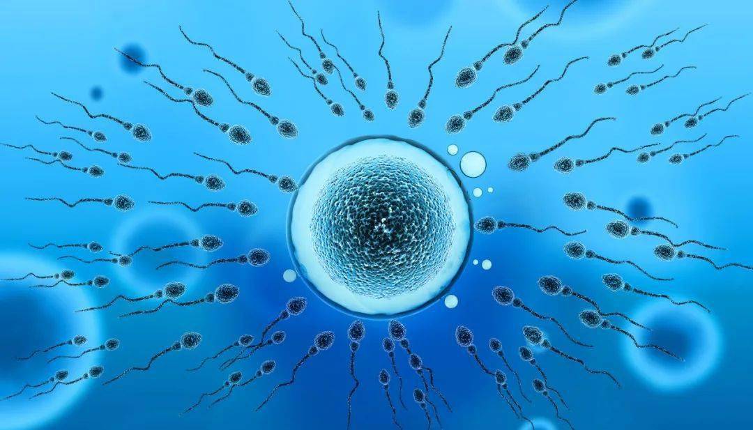 锌硒宝 精子质量