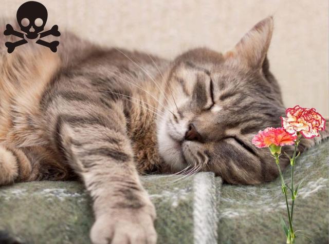 家中这些常见的植物，猫咪误食之后后果很严重！