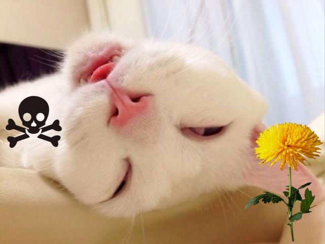 家中这些常见的植物，猫咪误食之后后果很严重！