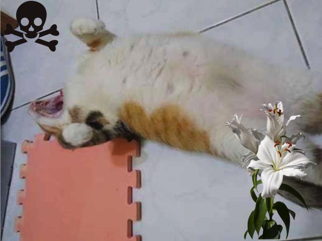 家中这些常见的植物，猫咪误食之后后果很严重！