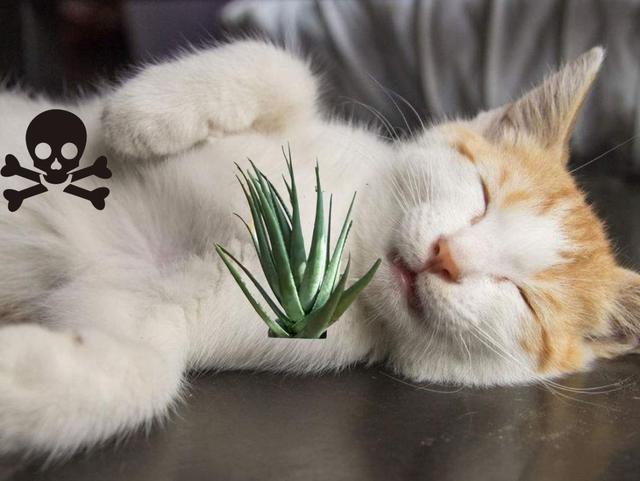 家中这些常见的植物，猫咪误食之后后果很严重！