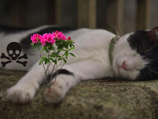家中这些常见的植物，猫咪误食之后后果很严重！