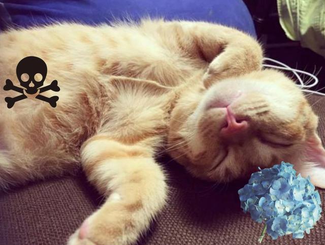 家中这些常见的植物，猫咪误食之后后果很严重！
