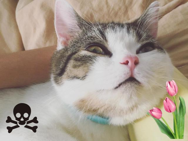 家中这些常见的植物，猫咪误食之后后果很严重！