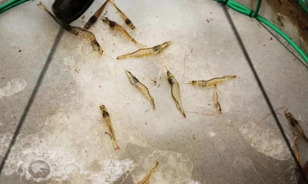 虾壳补钙吗(虾壳补钙是真的吗)-硒宝网