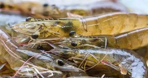 虾壳补钙吗(虾壳补钙是真的吗)-硒宝网